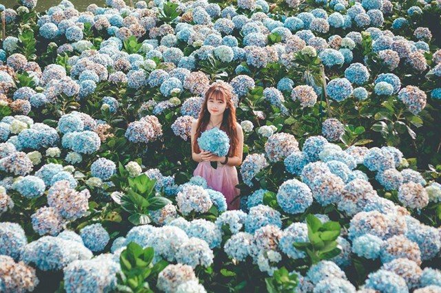 Top 10 loài hoa Đà Lạt đẹp nhất và địa điểm ngắm hoa mới nhất Top 10 Loài Hoa Đà Lạt Đẹp Nhất Và Địa Điểm Ngắm Hoa Mới Nhất