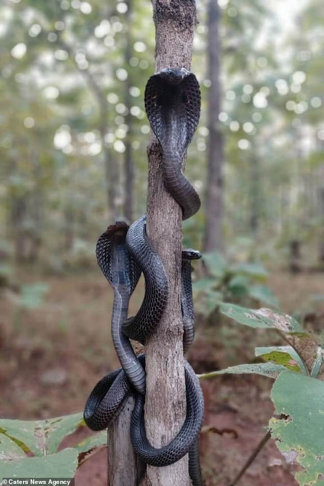 Video: Thả 3 rắn hổ mang về rừng, chứng kiến điều khó tin sau đó - 1