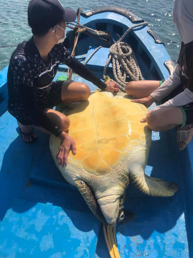 Ngư dân giải cứu rùa biển quý hiếm nặng 80 kg bị mắc cạn - 1