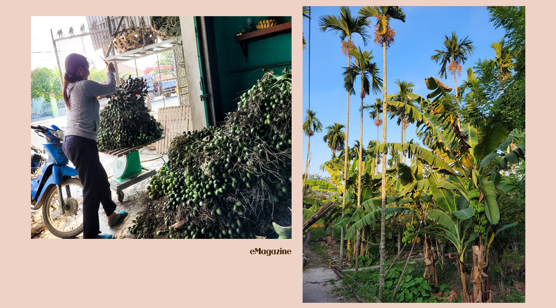 Trồng cau "hái vàng": Nông dân hứng khởi trong cơn "say tiền" - 5