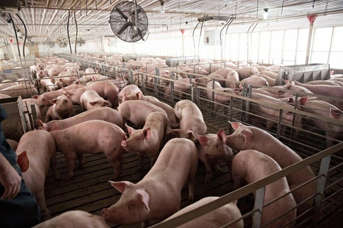 Giá thịt lợn tại Trung Quốc tăng mạnh 5 tuần liên tiếp: Ở Việt Nam, diễn biến giá ra sao? - 1