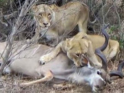 Đàn sư tử "giăng bẫy" chiến thuật, đoạt mạng linh dương Kudu