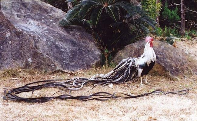 Ngoài gà mặt quỷ hay gà Móng, giống gà Onagadori đuôi dài cả mét cũng rất được yêu thích tại Việt Nam dù “đắt chặt chém”.
