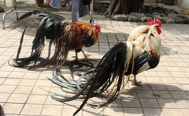 Ở Việt Nam, loại gà này đã được nhân giống thành công với bộ đuôi dài hơn 2m sau một năm nuôi dưỡng. Trong đó, chỉ con đực mới có bộ lông đuôi dài. Con mái có ngoại hình không khác gà thường là bao.
