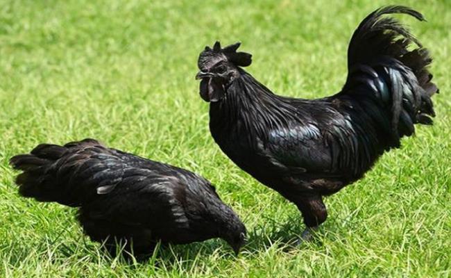 Đầu tiên phải kể đến giống gà “mặt quỷ” có màu đen tuyền từ đầu đến chân. Giống gà này không chỉ có lông, thịt mà mào, mỏ, lục phủ ngũ tạng… thậm chí đến cả trứng và máu của nó cũng có màu đen.
