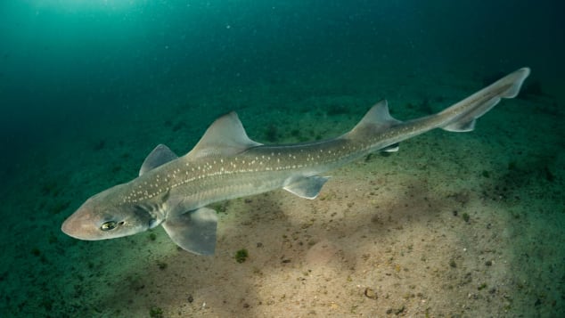 Anh: Cá mập độc xuất hiện sau hơn 60 năm - 1
