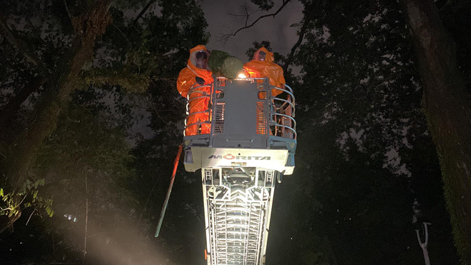 Cảnh sát dùng xe thang bắt tổ ong vò vẽ ở trung tâm Sài Gòn - 2