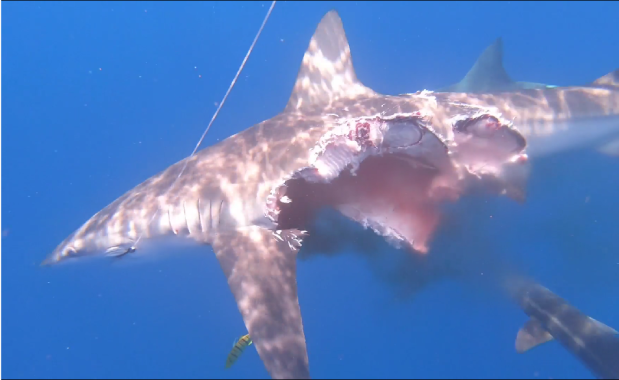 Video: Cá mập mất một bên thân mình sau cuộc kịch chiến gây kinh ngạc - 1