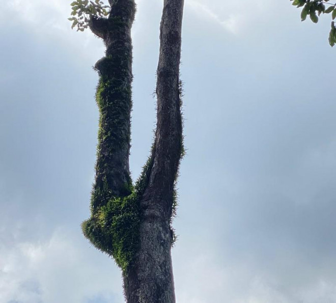 Rõ nguyên nhân đốn hạ 3 cây dầu lâu năm ở đường Nguyễn Bỉnh Khiêm - 3