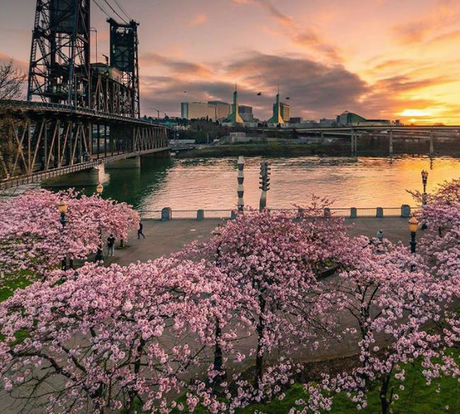 Thành phố Portland ở Mỹ từ lâu đã được biết đến với nhịp sống hối hả, nhộn nhịp, đặc biệt là ở khu vực trung tâm thành phố và các khu nghệ thuật. Dòng sông Willamette bao bọc những kiến trúc hiện đại nằm dọc hai bên bờ và những chiếc cầu xinh đẹp, duyên dáng càng nổi bật mang lại dấu ấn về khung cảnh tuyệt vời. 
