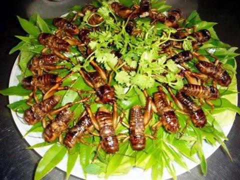 Ngộ độc do ăn côn trùng - 1