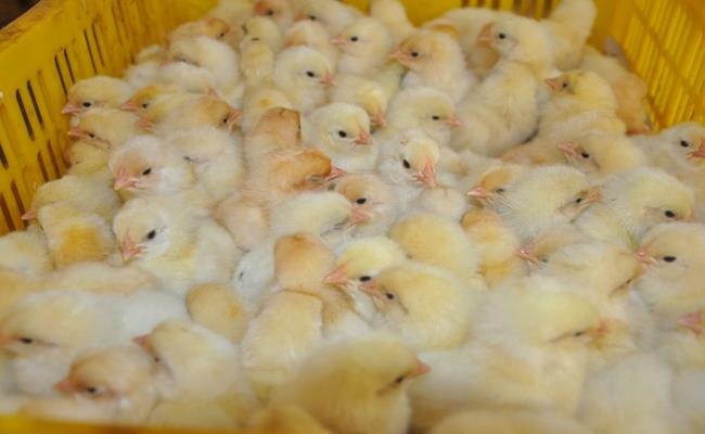Vào đợt cao điểm, thợ phân biệt giới tính gà có thể chọn được  tới 10.000 con gà trống/mái khác nhau trong ngày với mức lương 200-300 đồng/con.
