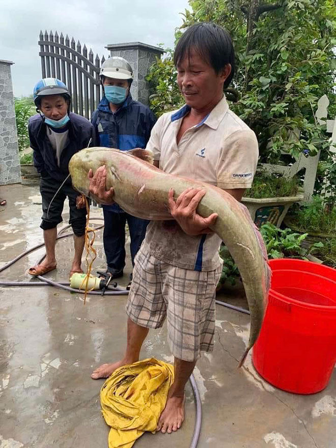 Thả lưới ngoài ruộng, bất ngờ bắt được cá leo “khủng” - 2