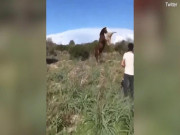 Video sốc: Ngựa điên cuồng tấn công cừu đến kỳ chết mới thôi