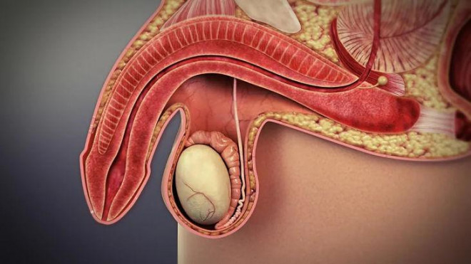 Thủ dâm có thể gây ra rối loạn cương dương? - 1