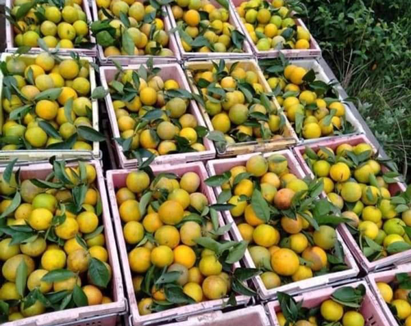 9X khởi nghiệp chỉ vì một câu nói, doanh thu có năm đạt 200 triệu đồng - 3