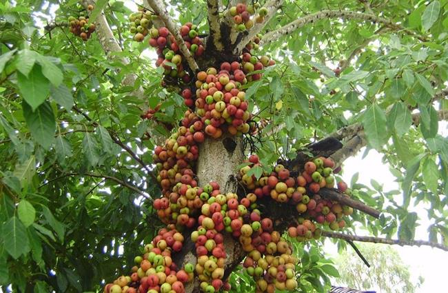Không giống như trái cây thông thường hay mọc trên cành, những loại “kỳ hoa dị thảo” dưới đây lại có “sở thích” đặc biệt: Mọc quả từ thân cây.
