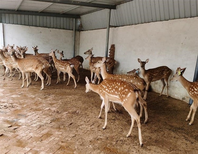 9x Hà Tĩnh bỏ việc nghìn đô về quê khởi nghiệp, thu về nửa tỷ đồng mỗi tháng - 7