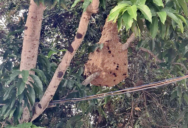 1 tuyến đường Sài Gòn, phát hiện hơn 10 tổ ong vò vẽ - 2