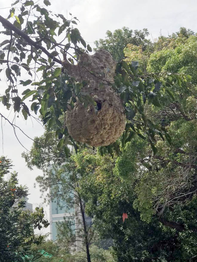 1 tuyến đường Sài Gòn, phát hiện hơn 10 tổ ong vò vẽ - 3