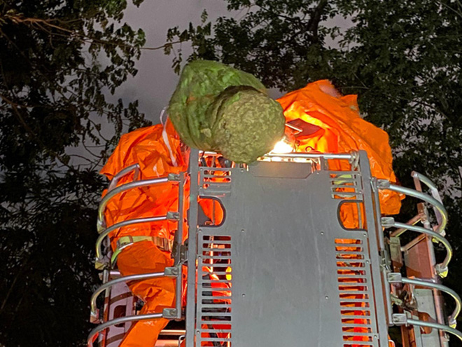 1 tuyến đường Sài Gòn, phát hiện hơn 10 tổ ong vò vẽ - 4