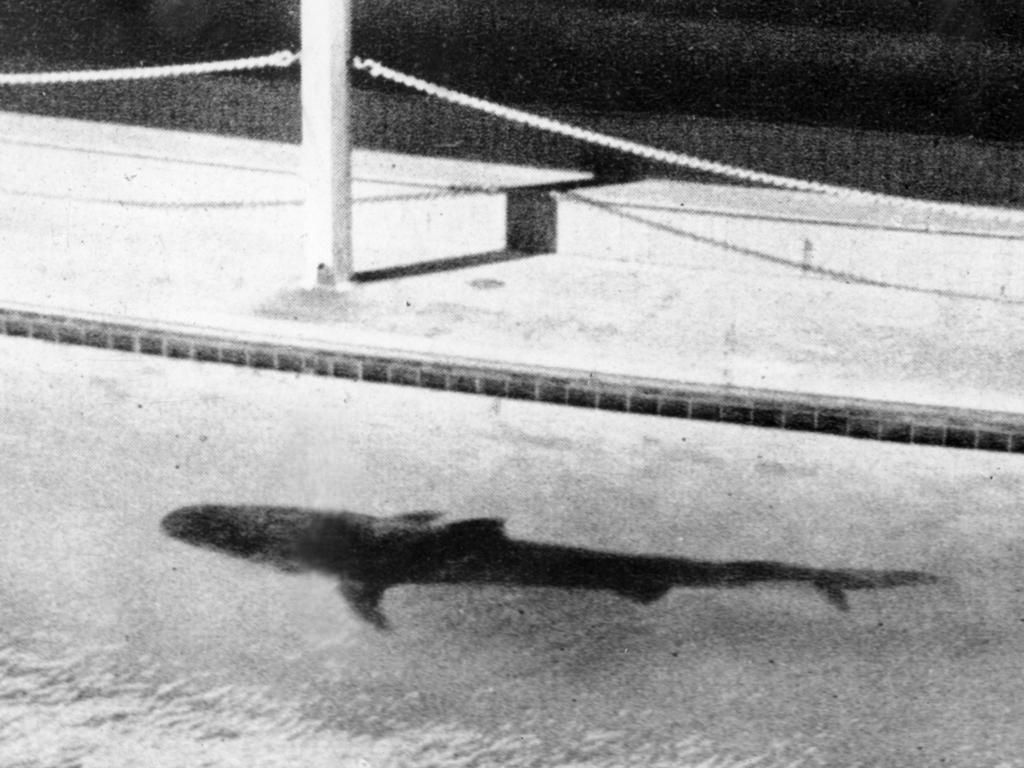 Cá mập hổ nôn ra cánh tay người và vụ án ly kỳ, chấn động nước Úc - 1