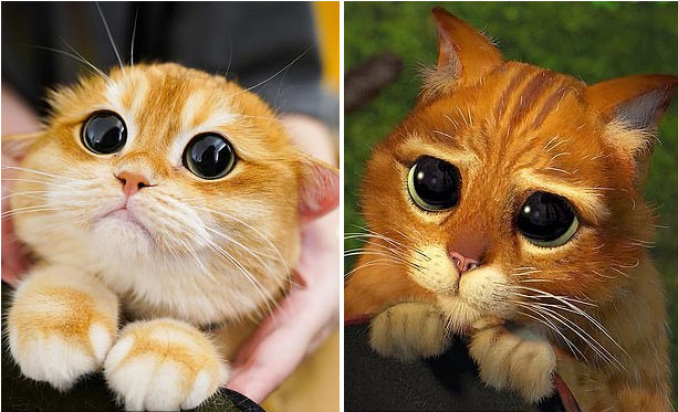 Clip: Chú mèo với đôi mắt khẩn cầu trở thành ngôi sao Instagram - 1