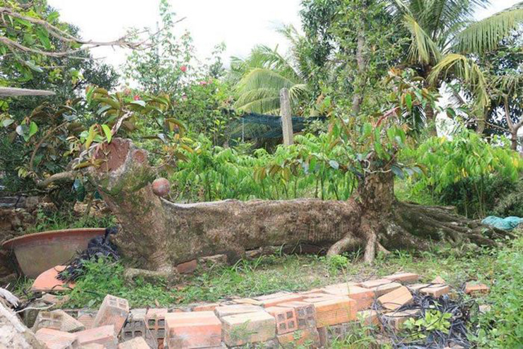 Ngắm cây vú sữa dáng rồng "cổ quái" độc nhất Việt Nam, vợ chồng chủ nhân định giá 3 tỷ - 8