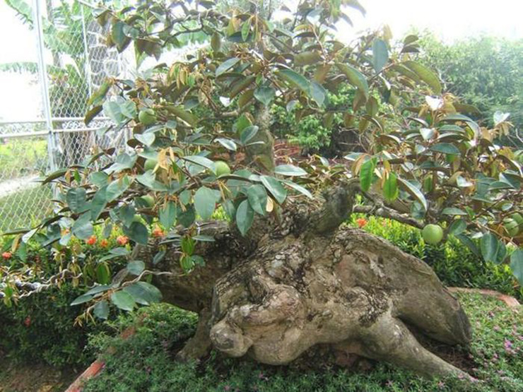 Ngắm cây vú sữa dáng rồng "cổ quái" độc nhất Việt Nam, vợ chồng chủ nhân định giá 3 tỷ - 9