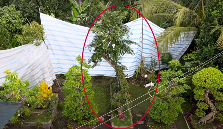 Ngắm cây vú sữa dáng rồng "cổ quái" độc nhất Việt Nam, vợ chồng chủ nhân định giá 3 tỷ - 7