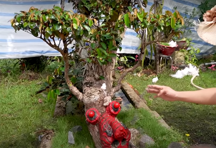 Ngắm cây vú sữa dáng rồng "cổ quái" độc nhất Việt Nam, vợ chồng chủ nhân định giá 3 tỷ - 3