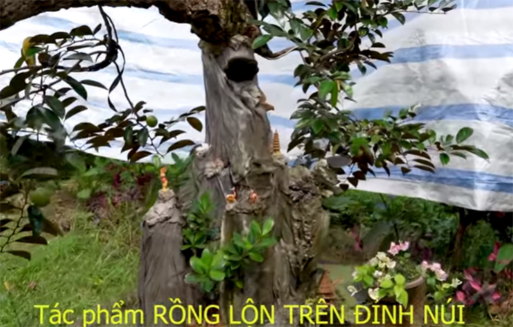 Ngắm cây vú sữa dáng rồng "cổ quái" độc nhất Việt Nam, vợ chồng chủ nhân định giá 3 tỷ - 5