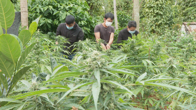 Trồng cần sa trái phép, khai để cho… gà ăn! - 1