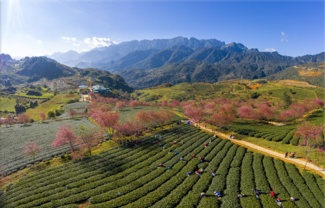 Sa Pa mùa hoa anh đào đẹp như xứ sở mặt trời mọc - 7