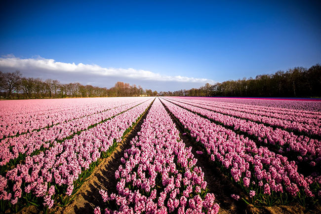 Theo chân cô gái Việt, khám phá những mùa hoa xao xuyến ở Hà Lan - 4