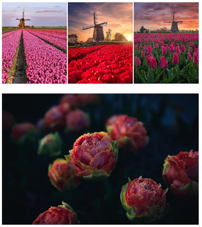 Theo chân cô gái Việt, khám phá những mùa hoa xao xuyến ở Hà Lan - 7