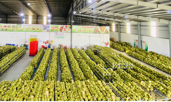 Nữ 8x “lội ngược dòng” giữa dịch Covid-19, đạt doanh thu khoảng 500 tỷ/năm - 2