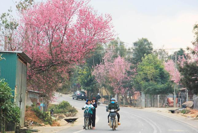 Hoa Mai anh đào bừng nở khắp buôn làng K’Ho đẹp nao lòng - 3