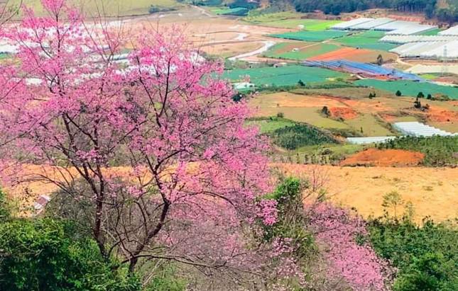 Hoa Mai anh đào bừng nở khắp buôn làng K’Ho đẹp nao lòng - 2
