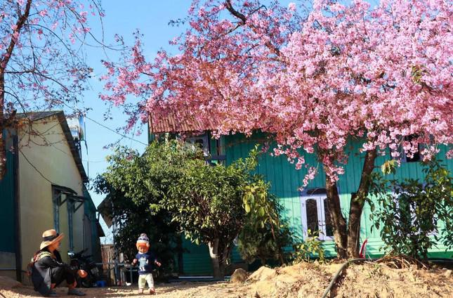 Hoa Mai anh đào bừng nở khắp buôn làng K’Ho đẹp nao lòng - 7