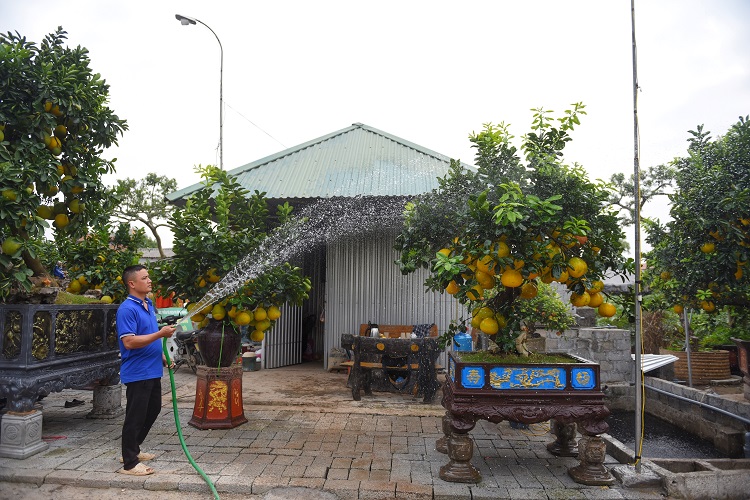 Cận cảnh cây bưởi dáng độc được trả giá 2 cây vàng ở Hưng Yên - 1