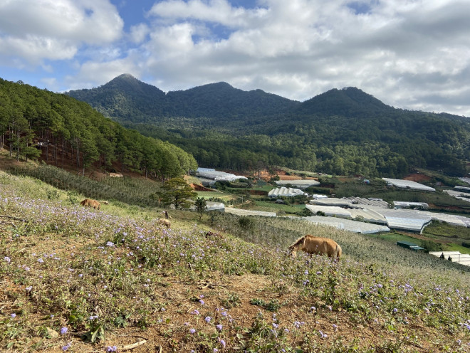 Leo núi Langbiang theo con đường mòn hoang sơ - 8