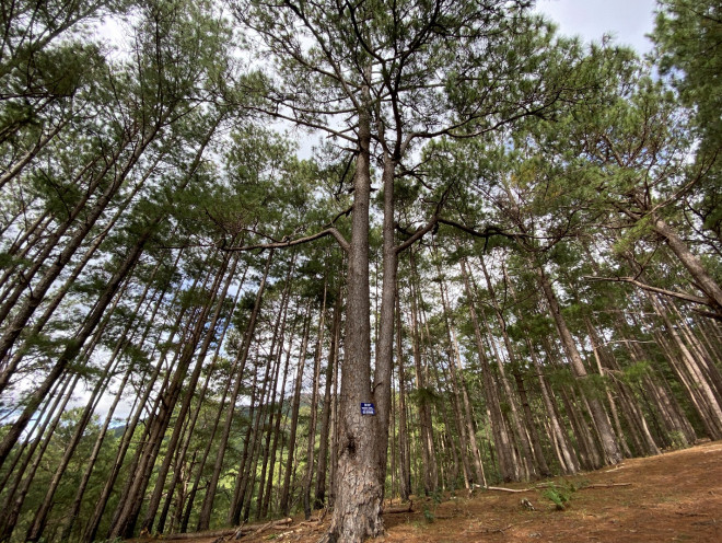 Leo núi Langbiang theo con đường mòn hoang sơ - 10