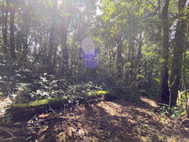 Leo núi Langbiang theo con đường mòn hoang sơ - 13