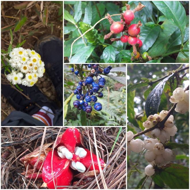 Leo núi Langbiang theo con đường mòn hoang sơ - 15