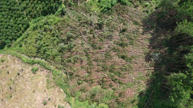 Xót xa hàng trăm cây thông gần 20 năm tuổi bị cưa hạ, nằm la liệt - 1