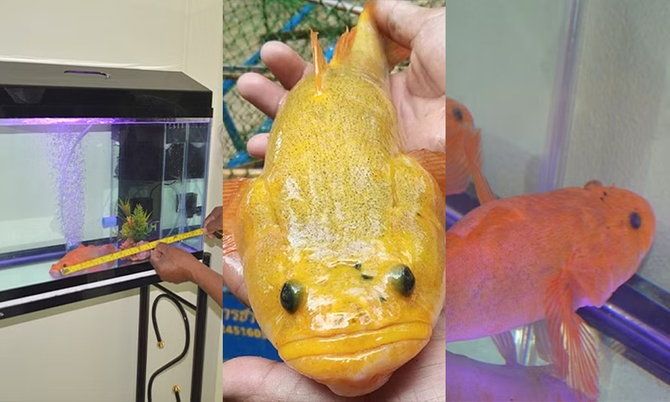 Người phụ nữ tìm thấy cá màu vàng hiếm gặp, khách hỏi mua hơn nửa tỷ chưa bán - 1