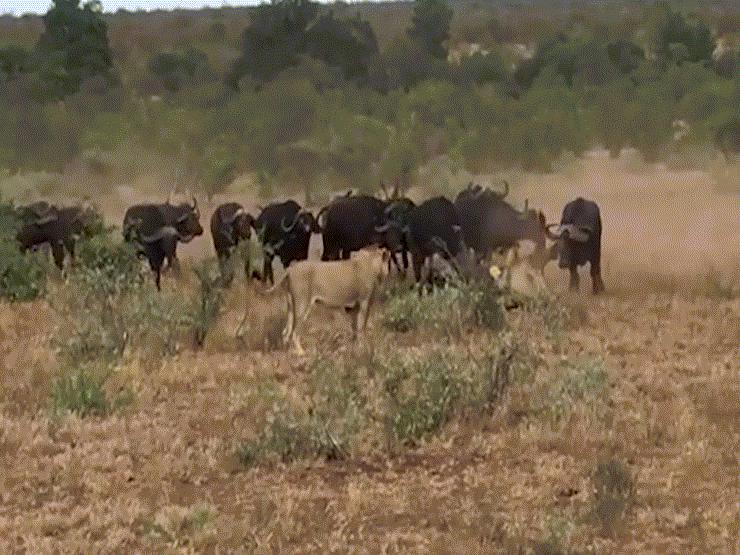 Video: Tấn công trâu rừng, sư tử bị con mồi rượt chạy “té khói”