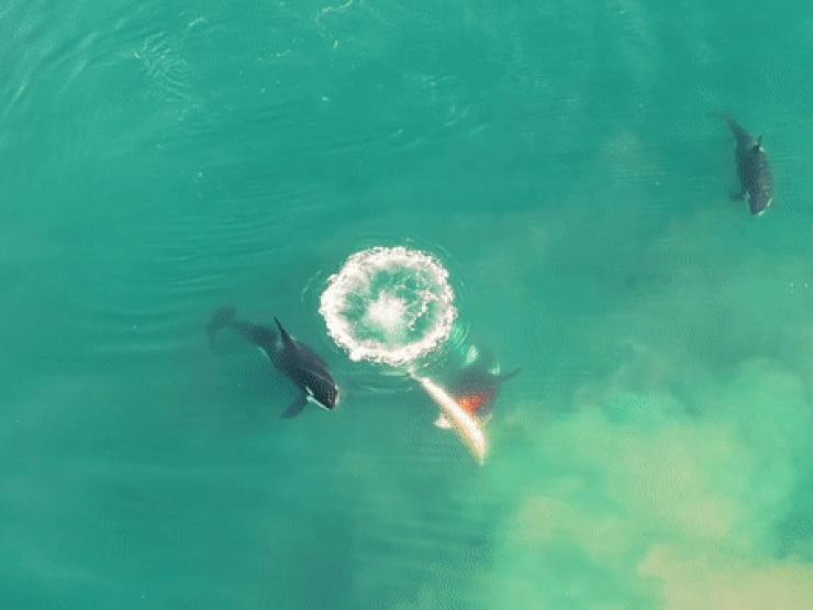 Video chưa từng thấy quay cảnh cá voi sát thủ sát hại cá mập trắng dài gần 3 mét
