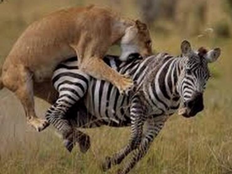 Sư tử liều lĩnh ”tả xung hữu đột” lao vào bầy ngựa vằn săn mồi